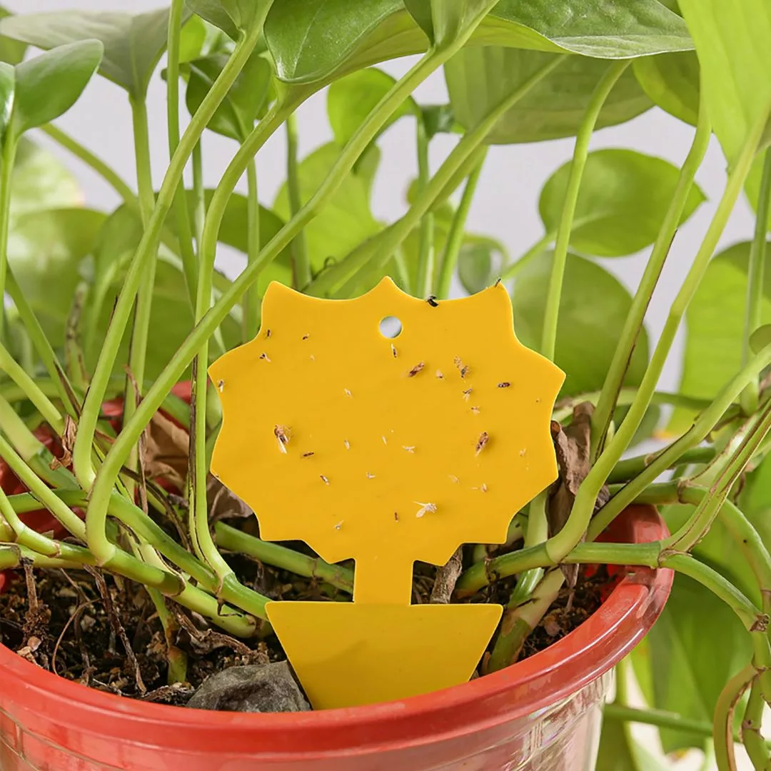 Piège à frelons asiatiques extérieur jardin – Protection efficace et naturelle pour repas en plein air sans nuisibles – Image 3