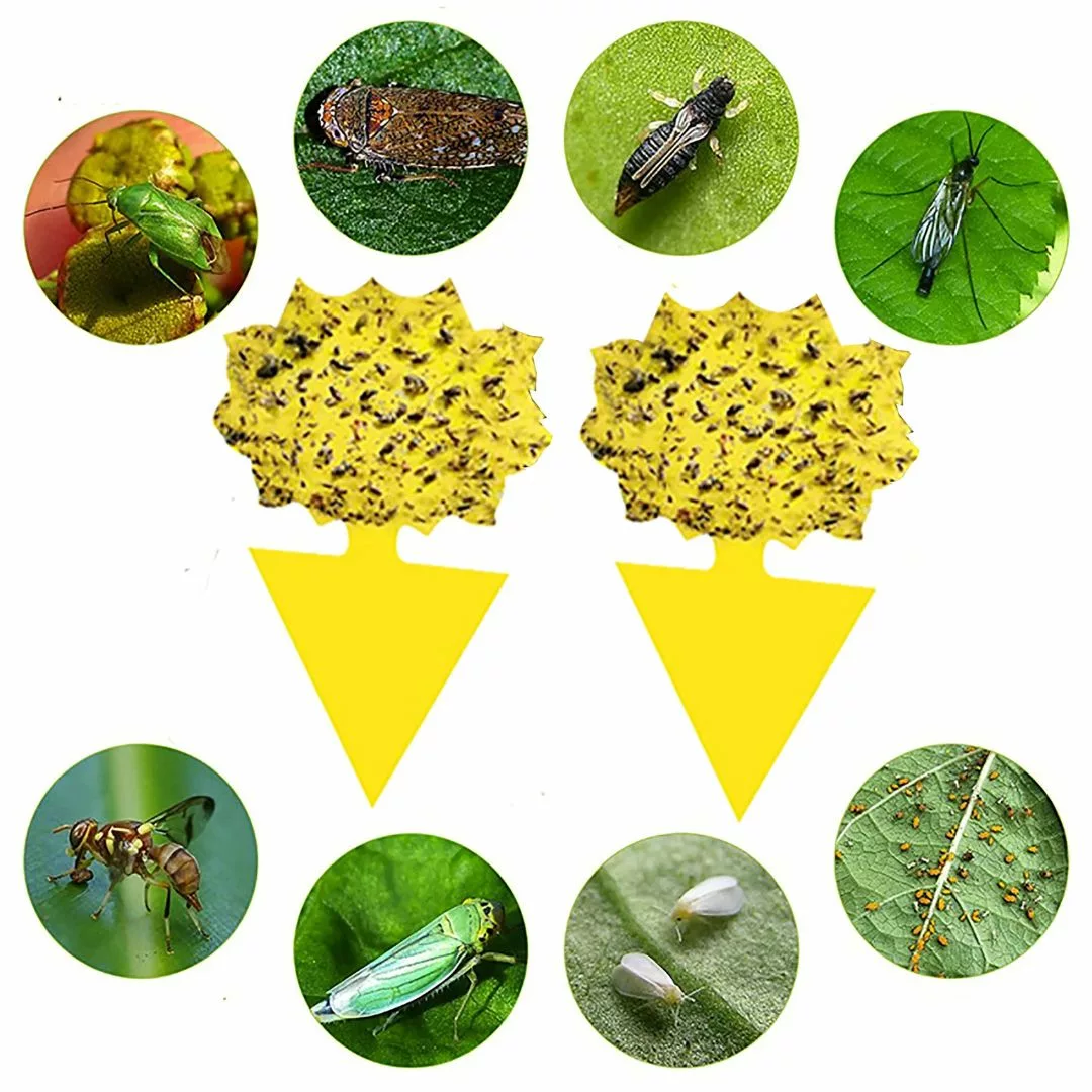 Piège à frelons asiatiques extérieur jardin – Protection efficace et naturelle pour repas en plein air sans nuisibles – Image 5