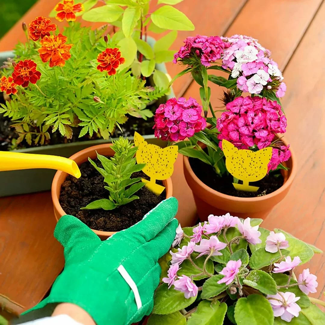 Piège à frelons asiatiques extérieur jardin – Protection efficace et naturelle pour repas en plein air sans nuisibles – Image 2